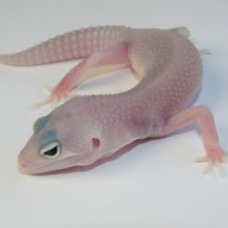 albeys linebred snow ghost eclipse